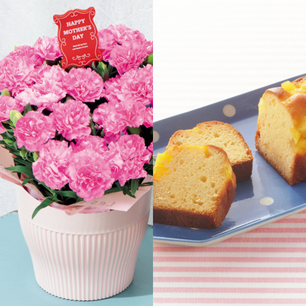 アサミグリーンプランツ カーネーション「ホットハート」（SUSTEE付）＋東京堂 芋パウンドケーキ【母の日】 商品サムネイル